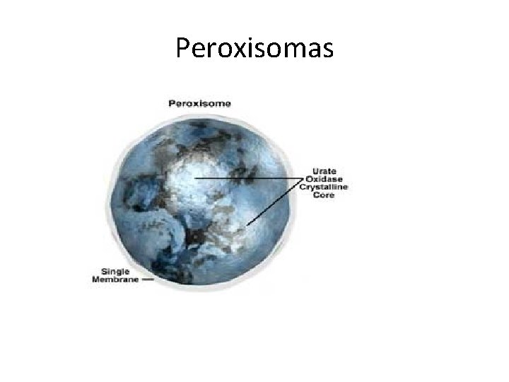 Peroxisomas 