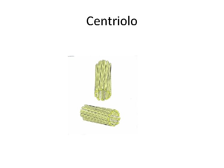 Centriolo 