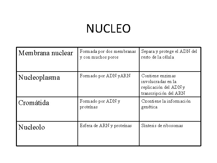 NUCLEO Membrana nuclear Formada por dos membranas y con muchos poros Separa y protege