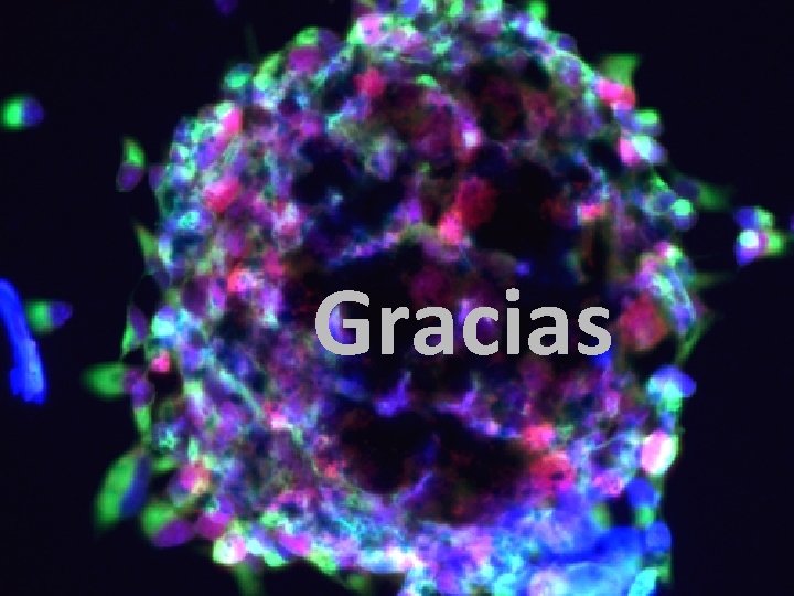 Gracias 