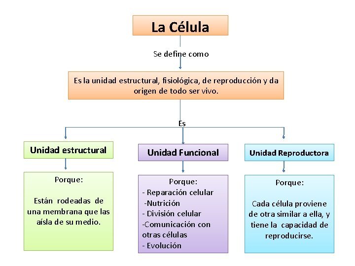 La Célula Se define como Es la unidad estructural, fisiológica, de reproducción y da