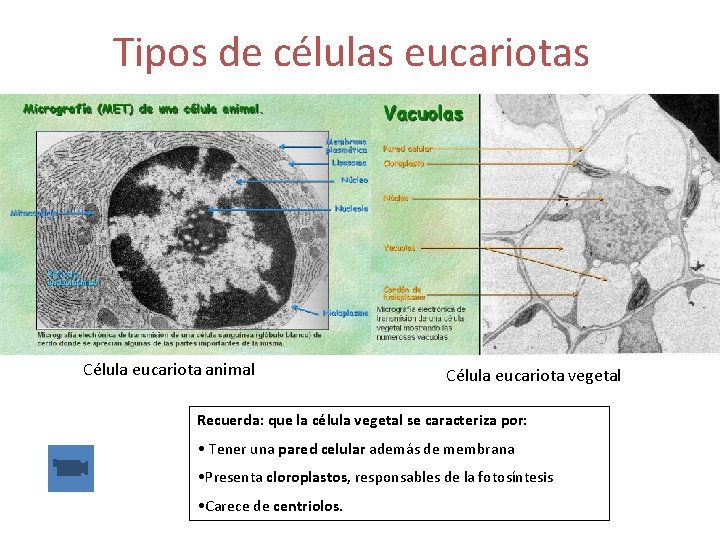 Tipos de células eucariotas Célula eucariota animal Célula eucariota vegetal Recuerda: que la célula