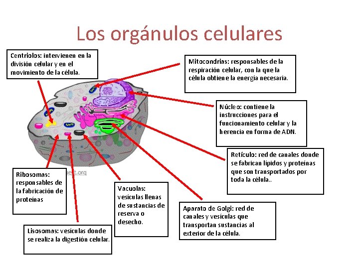 Los orgánulos celulares Centriolos: intervienen en la división celular y en el movimiento de