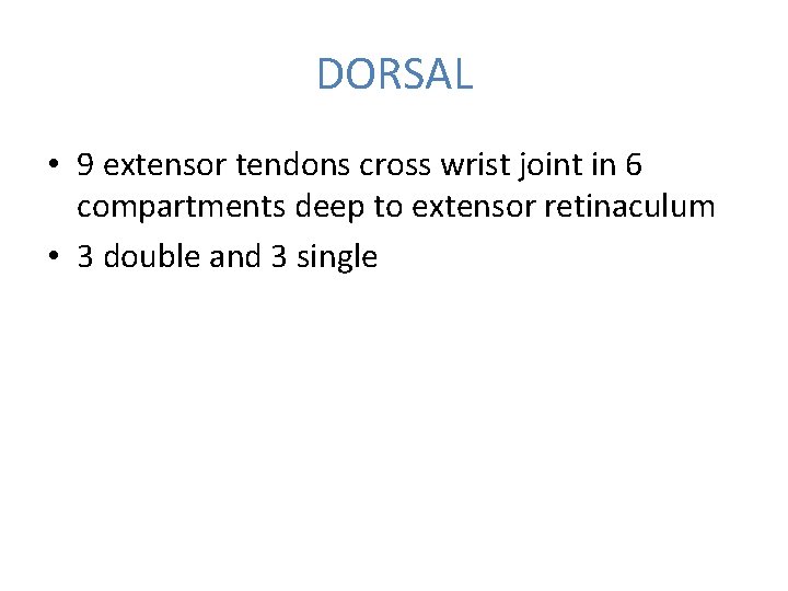 DORSAL • 9 extensor tendons cross wrist joint in 6 compartments deep to extensor