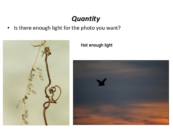 Quantity • Is there enough light for the photo you want? Not enough light