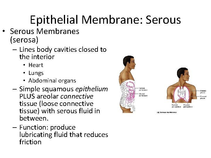 Epithelial Membrane: Serous • Serous Membranes (serosa) – Lines body cavities closed to the