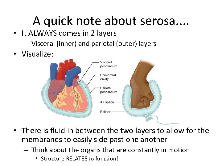 A quick note about serosa. . • It ALWAYS comes in 2 layers –