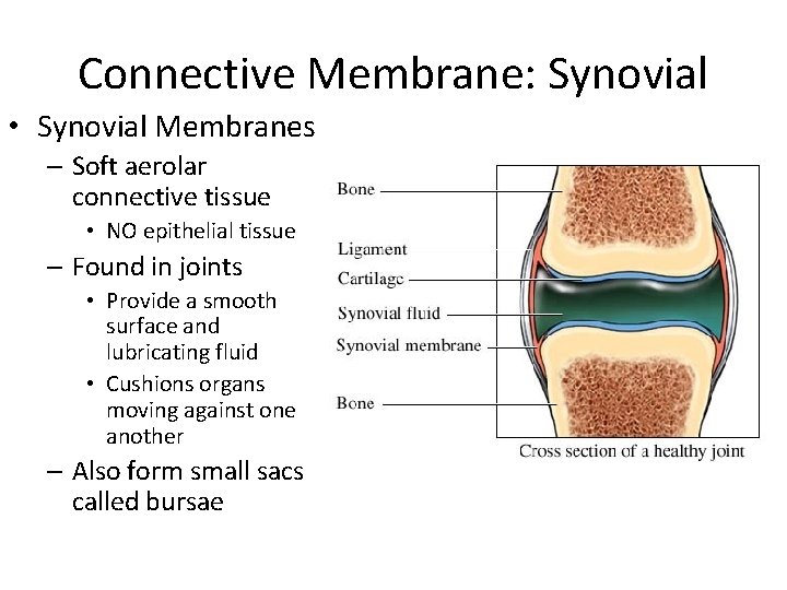 Connective Membrane: Synovial • Synovial Membranes – Soft aerolar connective tissue • NO epithelial