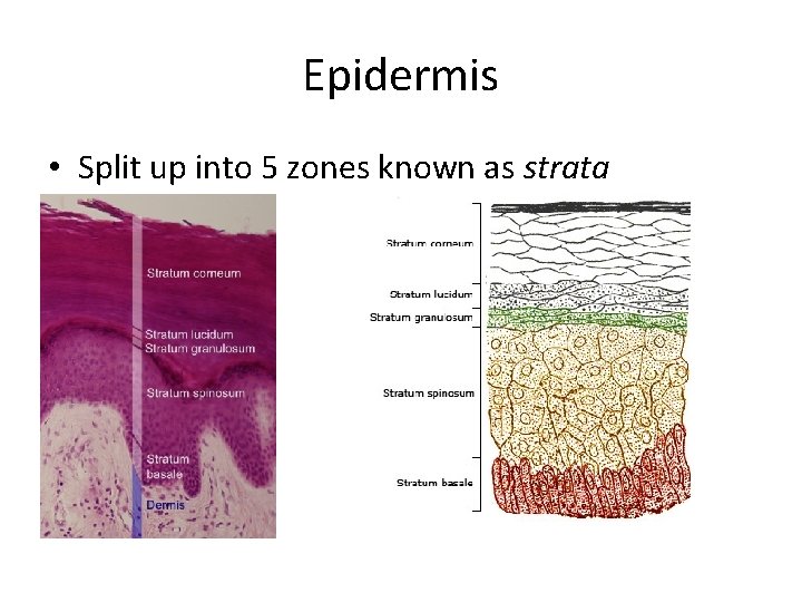 Epidermis • Split up into 5 zones known as strata 