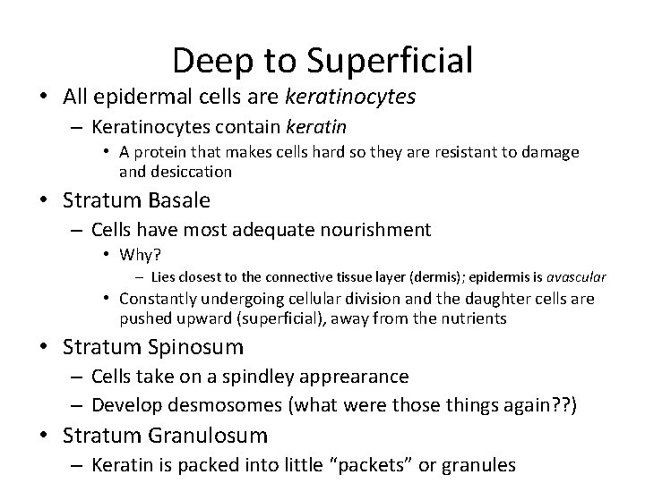 Deep to Superficial • All epidermal cells are keratinocytes – Keratinocytes contain keratin •