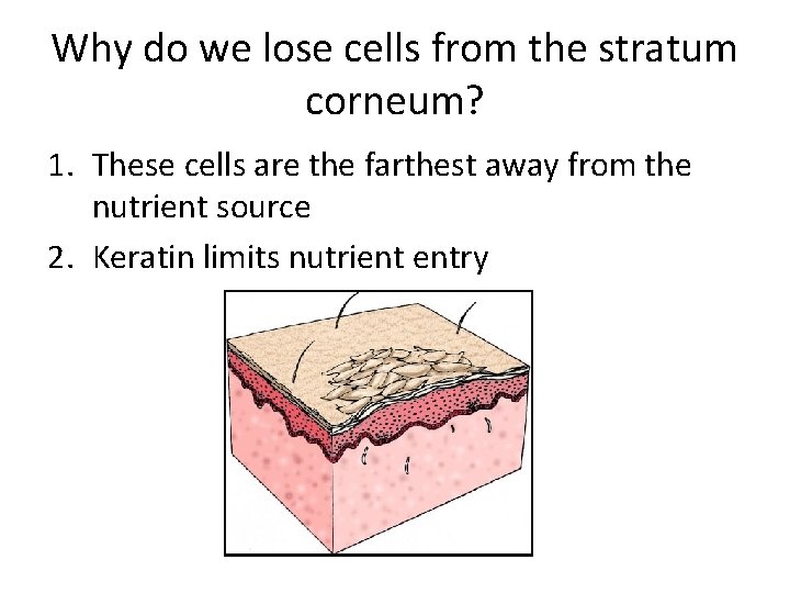 Why do we lose cells from the stratum corneum? 1. These cells are the