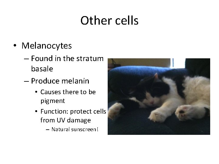 Other cells • Melanocytes – Found in the stratum basale – Produce melanin •