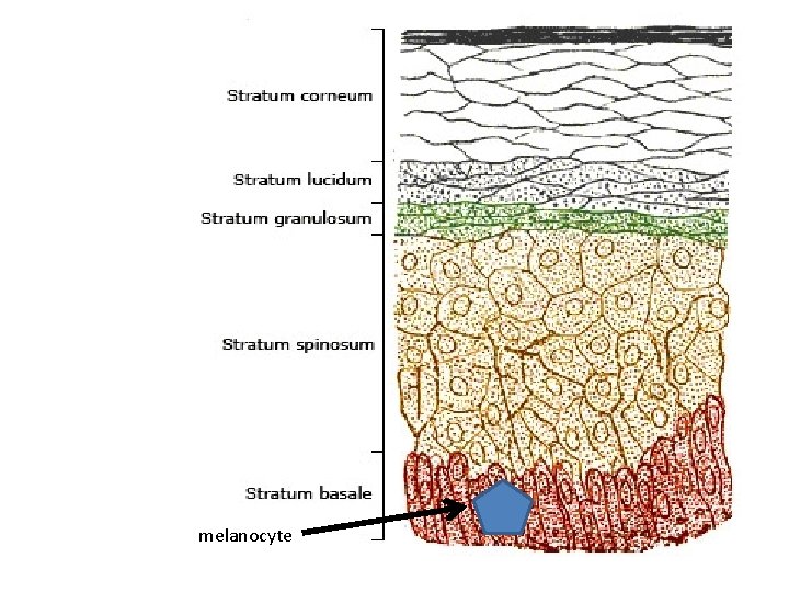 melanocyte 