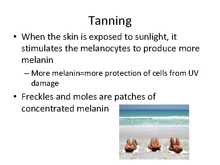 Tanning • When the skin is exposed to sunlight, it stimulates the melanocytes to