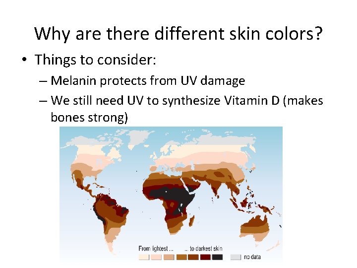 Why are there different skin colors? • Things to consider: – Melanin protects from