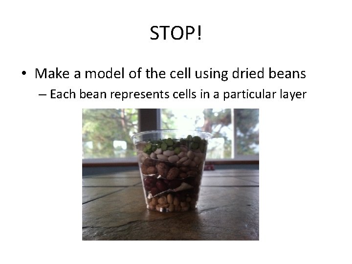 STOP! • Make a model of the cell using dried beans – Each bean