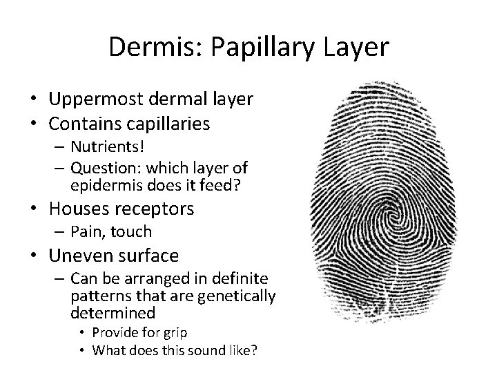 Dermis: Papillary Layer • Uppermost dermal layer • Contains capillaries – Nutrients! – Question: