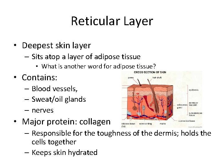 Reticular Layer • Deepest skin layer – Sits atop a layer of adipose tissue