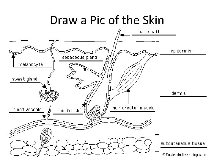 Draw a Pic of the Skin 