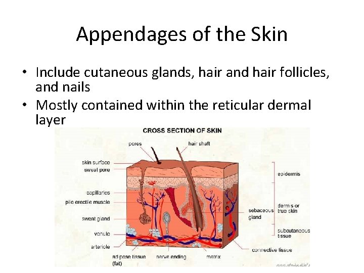 Appendages of the Skin • Include cutaneous glands, hair and hair follicles, and nails