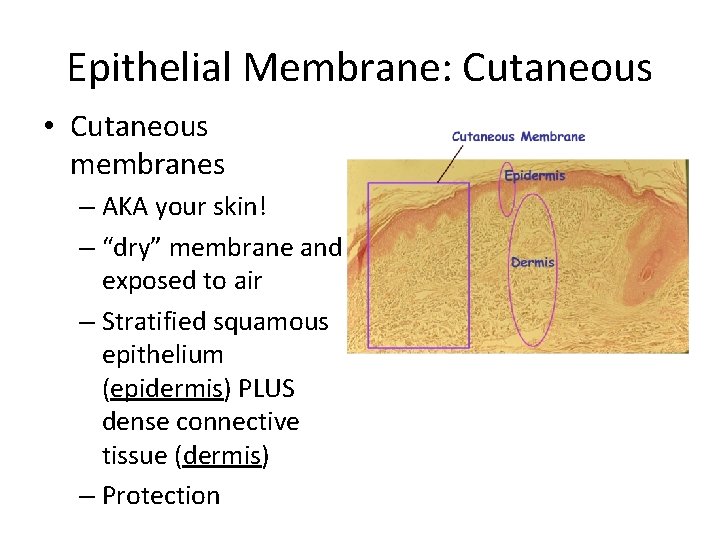 Epithelial Membrane: Cutaneous • Cutaneous membranes – AKA your skin! – “dry” membrane and