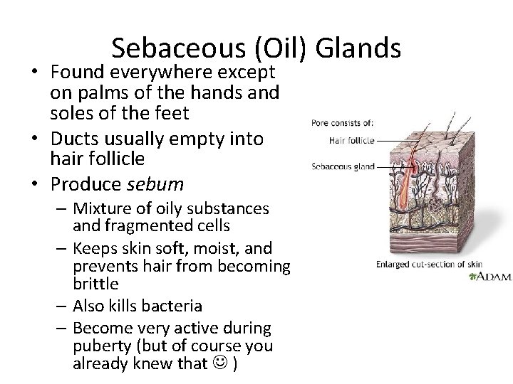 Sebaceous (Oil) Glands • Found everywhere except on palms of the hands and soles