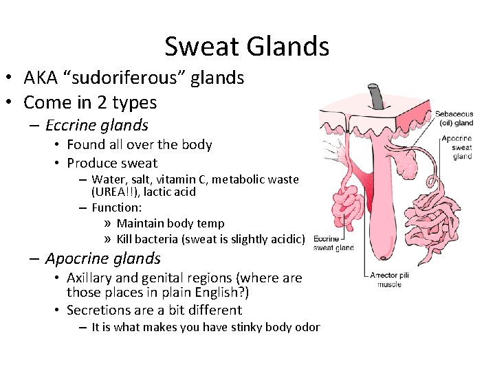 Sweat Glands • AKA “sudoriferous” glands • Come in 2 types – Eccrine glands