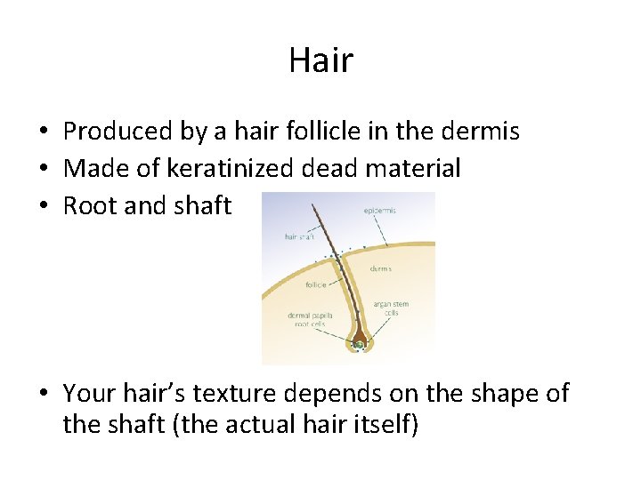 Hair • Produced by a hair follicle in the dermis • Made of keratinized