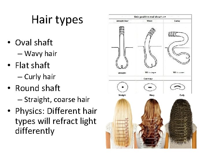 Hair types • Oval shaft – Wavy hair • Flat shaft – Curly hair