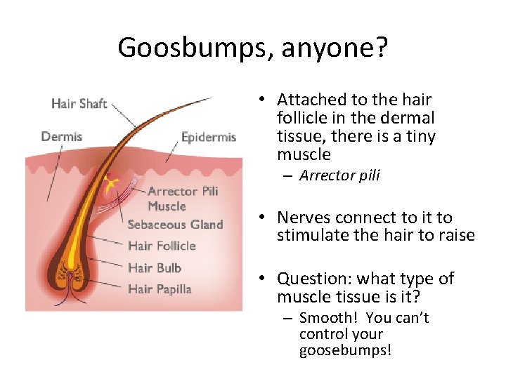 Goosbumps, anyone? • Attached to the hair follicle in the dermal tissue, there is