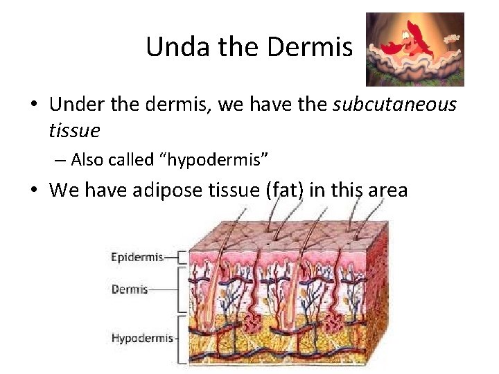 Unda the Dermis • Under the dermis, we have the subcutaneous tissue – Also