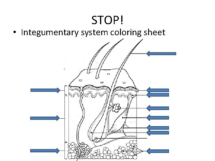 STOP! • Integumentary system coloring sheet 