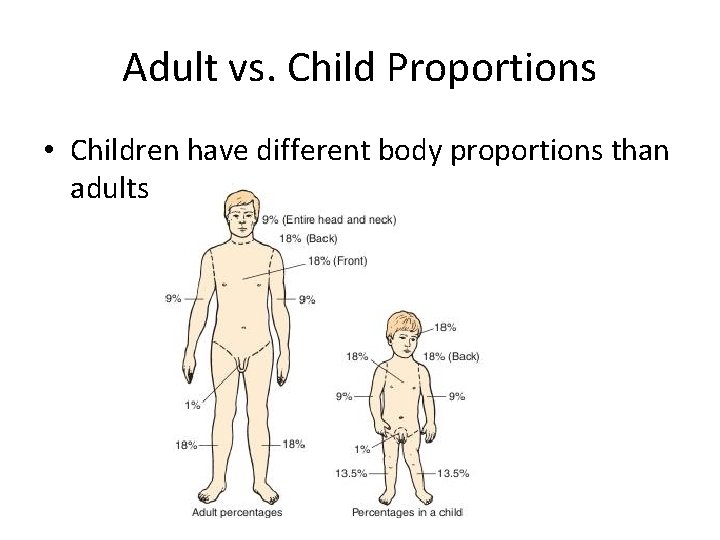 Adult vs. Child Proportions • Children have different body proportions than adults 