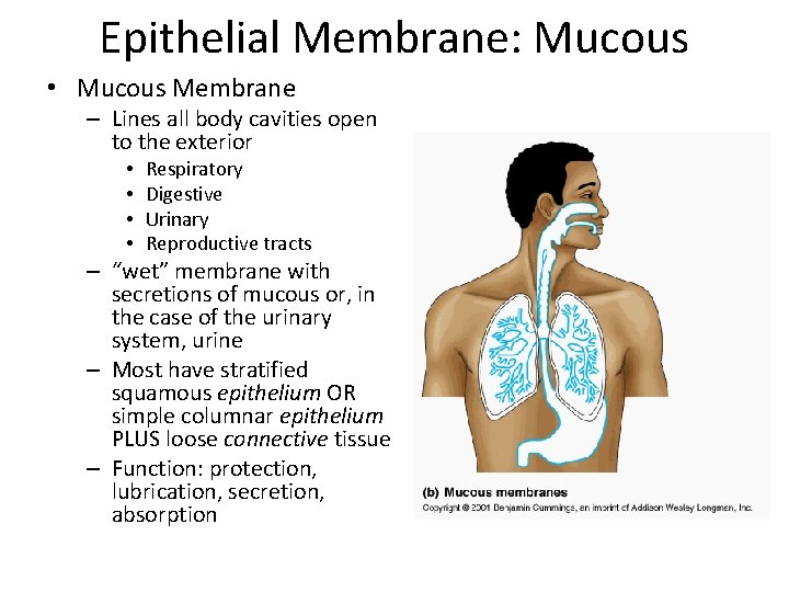 Epithelial Membrane: Mucous • Mucous Membrane – Lines all body cavities open to the