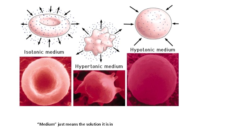 “Medium” just means the solution it is in 
