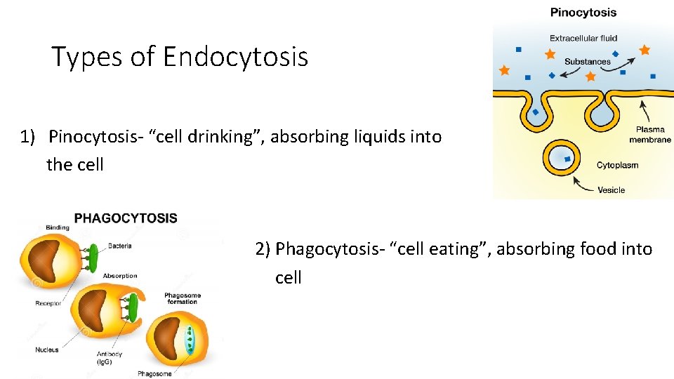 Types of Endocytosis 1) Pinocytosis- “cell drinking”, absorbing liquids into the cell the 2)