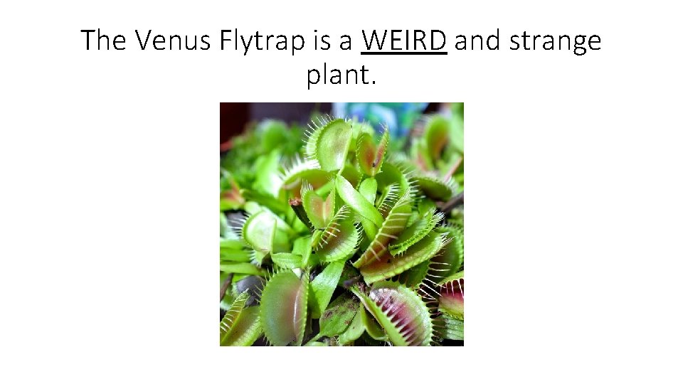 The Venus Flytrap is a WEIRD and strange plant. 