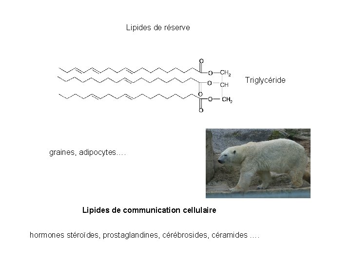 Lipides de réserve Triglycéride graines, adipocytes…. Lipides de communication cellulaire hormones stéroïdes, prostaglandines, cérébrosides,