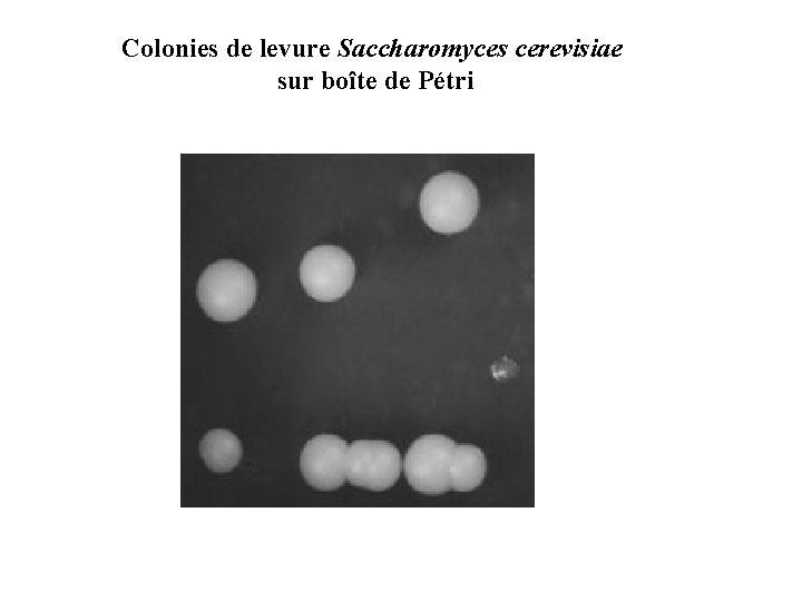 Colonies de levure Saccharomyces cerevisiae sur boîte de Pétri 3 mm Culture 48 H