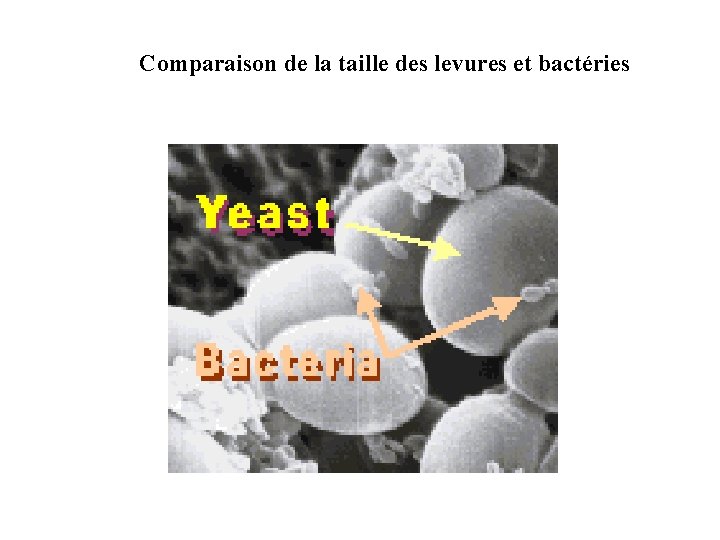 Comparaison de la taille des levures et bactéries 