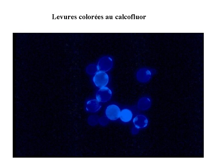 Levures colorées au calcofluor 