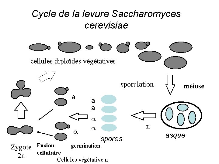 Cycle de la levure Saccharomyces cerevisiae cellules diploïdes végétatives sporulation a a méiose a