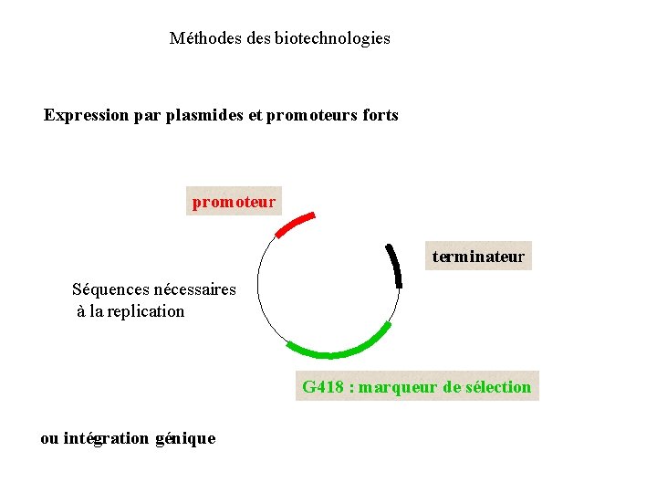 Méthodes biotechnologies Expression par plasmides et promoteurs forts promoteur c. DNA terminateur Séquences nécessaires