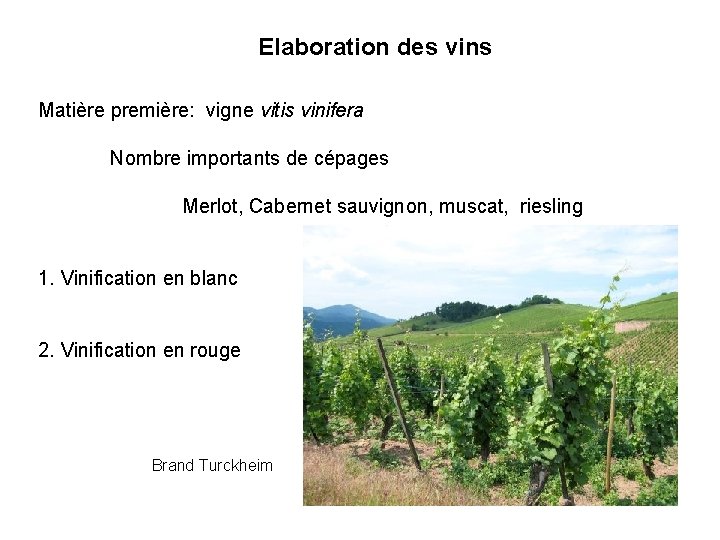 Elaboration des vins Matière première: vigne vitis vinifera Nombre importants de cépages Merlot, Cabernet