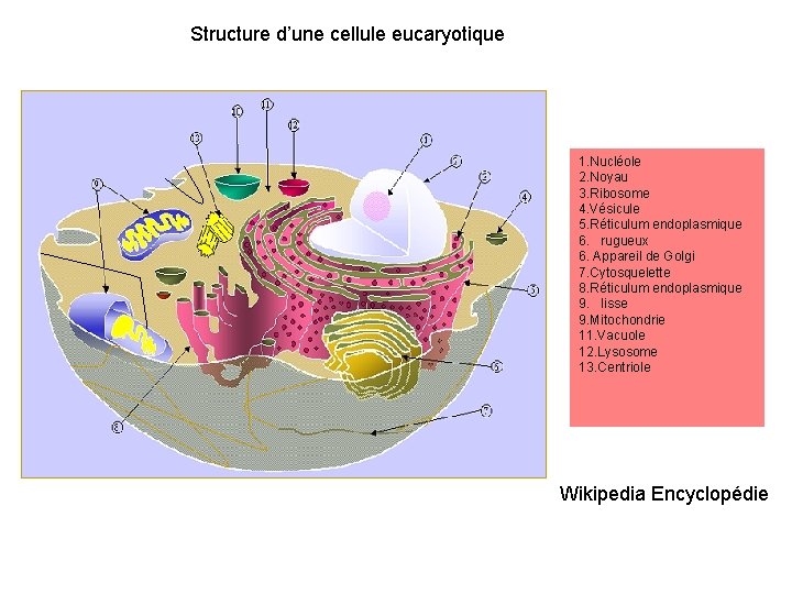 Structure d’une cellule eucaryotique 1. Nucléole 2. Noyau 3. Ribosome 4. Vésicule 5. Réticulum