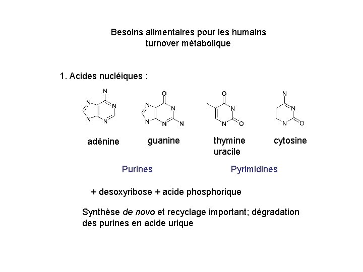 Besoins alimentaires pour les humains turnover métabolique 1. Acides nucléiques : adénine guanine Purines