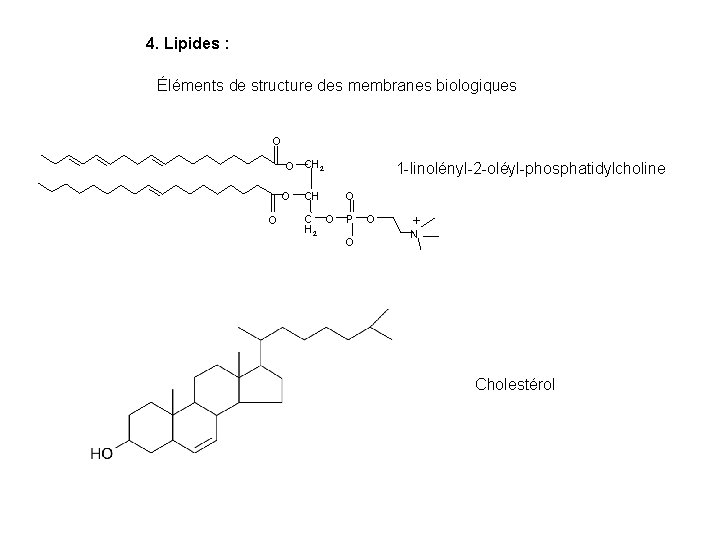 4. Lipides : Éléments de structure des membranes biologiques O O O CH 2