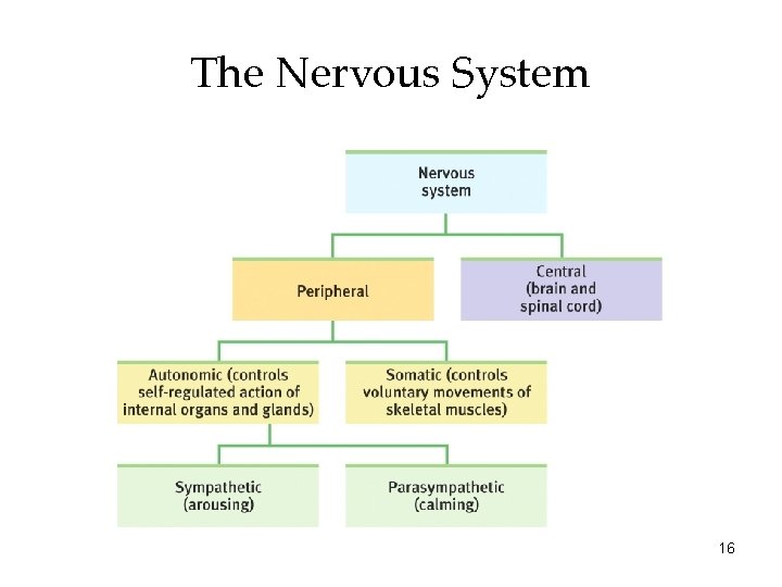 The Nervous System 16 