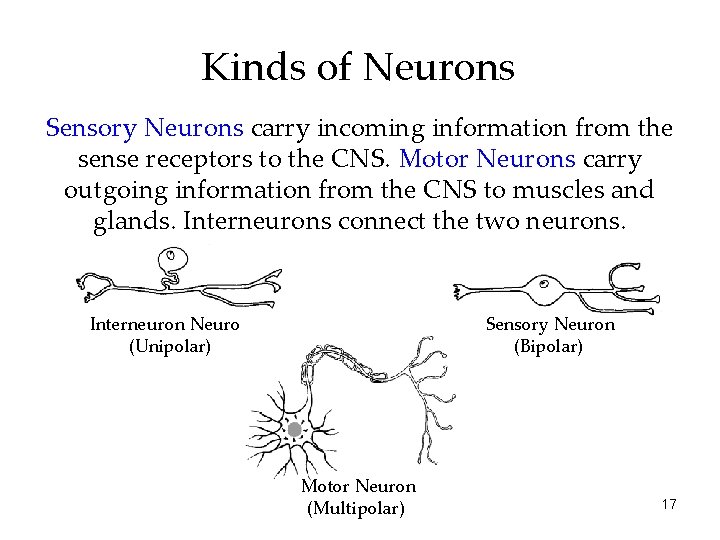 Kinds of Neurons Sensory Neurons carry incoming information from the sense receptors to the