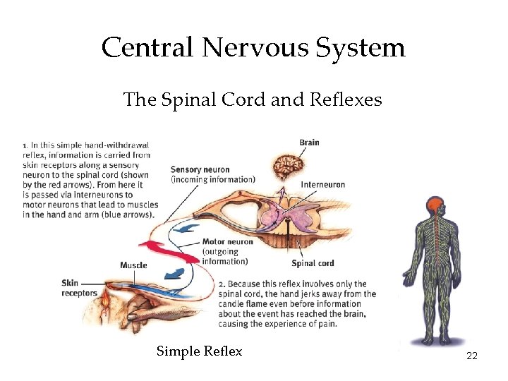 Central Nervous System The Spinal Cord and Reflexes Simple Reflex 22 
